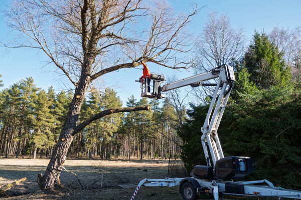An arborist uses an aerial lift to prune high tree branches, showcasing professional tree care and the importance of safety in forestry work. Ideal for landscaping and arboriculture services.