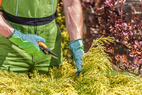 Close Up Of Caucasian Male Gardener Pruning Bushes  In Yard With Hand Sheers.