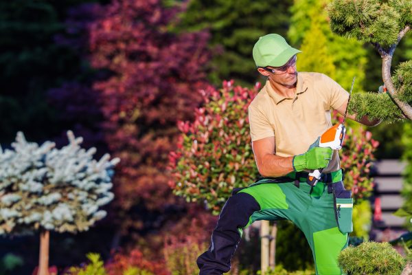 Professional Caucasian Landscape Gardener Trimming Garden Decorative Tree with Hand-Held Power Hedge Cutter.