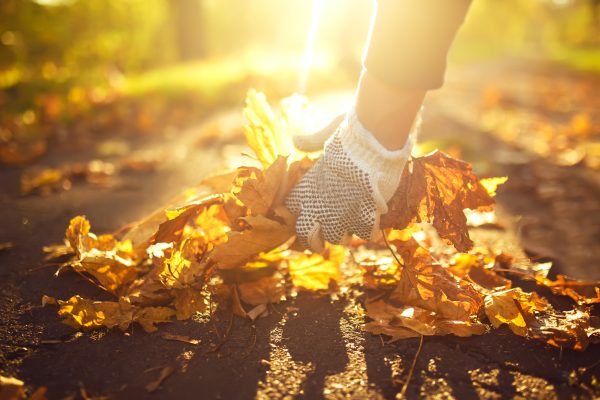Young boy cleans fallen leaves. Concept of purity. autumn leaves. Outdoor. Gloves on his hands.